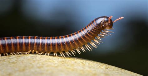  Brandtia! Un Myriapoda Deliciosamente Deforme Que Te Hará Cambiar Tu Visión Sobre Los Insectos