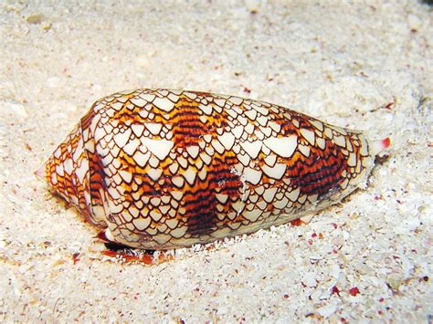  Conus! Un Caracol Carnívoro con un Veneno Letal para sus Presas