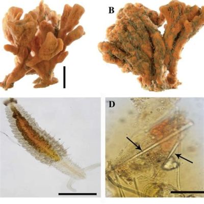  Microciona prolifera: ¡Una esponja de crecimiento explosivo que desafía las expectativas tradicionales!