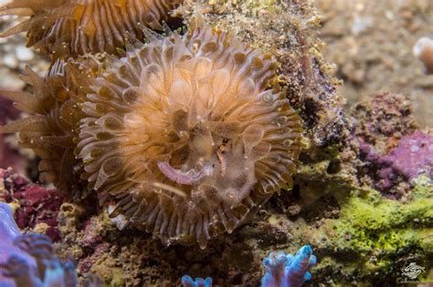  Mushroom Coral: ¿Un hongo bajo el mar que se alimenta de la luz del sol?