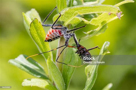  Ninfa ¡Un insecto diminuto que esconde un poder de transformación sorprendente! 