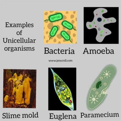 Reclinomonas, un microorganismo unicelular con una estructura celular compleja que desafía la noción de simplicidad!