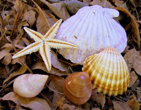  Umbonium: Concha de la suerte para coleccionistas o hogar móvil para un caracol marino peculiar