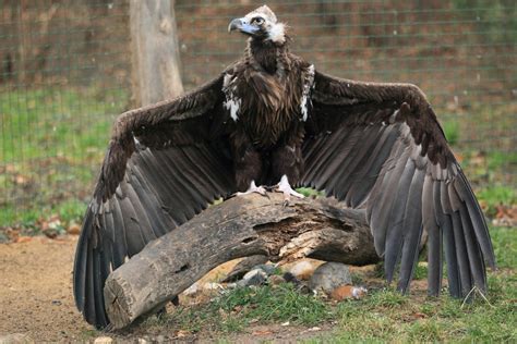  Vulture, el Maestro del Cielo con un Apetito Insaciable!