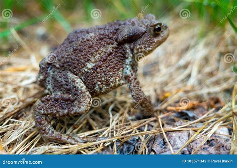  Bufo! Un Pequeño Anfibio que Puede Atravesar Desiertos y Bosques