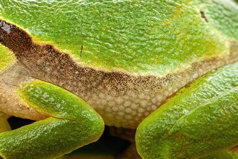  ¿Sabías Que La Rana Imperial Posee Una Piel Delicado Y Respira Por Su Piel?