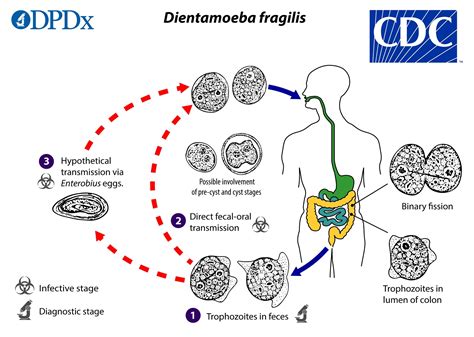  Dientamoeba! Un parásito microscópico que habita en el intestino humano