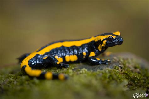  Fire Salamander:  A Tiny Creature That Leaps From Forest Floors To Damp Hideaways!