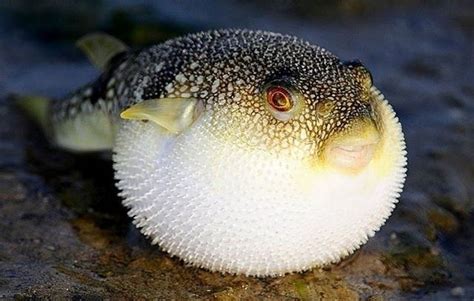  Fugu: ¡Descúbre el pez globo más letal del mundo y su danza macabra de veneno!