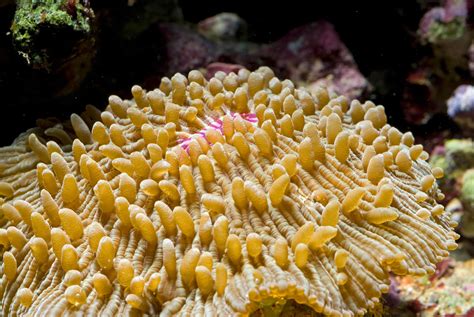  Fungia, ¡una maravilla de coral con tentáculos que parecen dedos!