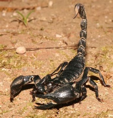  El Escorpión Gigante De La Selva: ¡Una Maravilla Artrópoda Con Pinzas Poderosas Y Un Ataque Mortal!