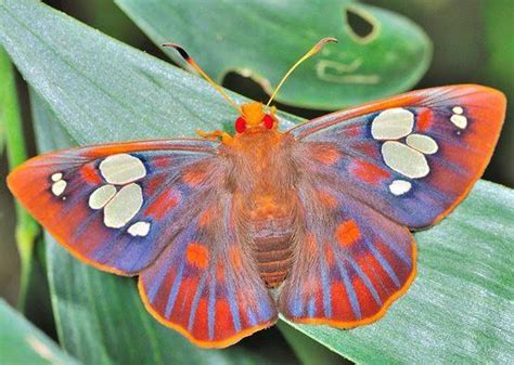  Junio: ¡Un insecto que te hará replantearte la belleza de lo pequeño! 