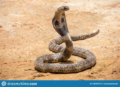  ¿King Cobra? Una Serpiente Majestuosa y Letal Que Desata el Miedo con su Encanto Mortal!