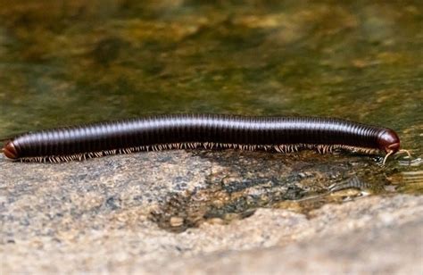  Millipede: An Animal That Can Breathe Through Its Legs and Is Known For Its Incredible Defense Mechanisms!