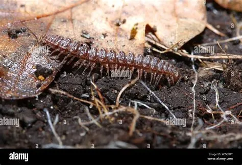  Polydesmus: ¿Un Maestro del Desguace de la Hojarasca o un Bailarín Subterráneo?