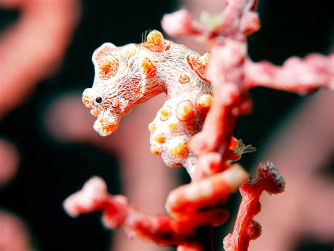 Salamandra: ¡Un Maestro del Camuflaje que Respira Bajo el Agua!