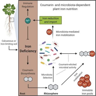  Siderocladium! Un microbio con un talento inusual para absorber hierro