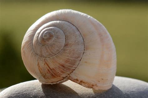  Trochus! Descubra el Mundo Fascinante de este Molusco con Carapaza Espiralada y Propulsor Natural