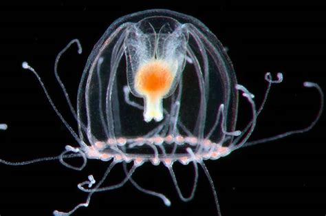  Turritopsis Dohrnii: ¿Un animal que desafía los límites de la mortalidad con su capacidad para retroceder en el tiempo?