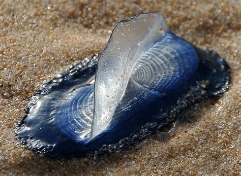  Velella velella: ¡Descubre al Animal que Navega en el Viento como un Barco Fantasma!