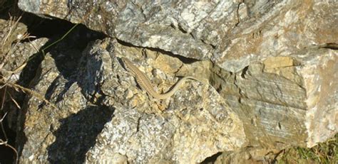  Wall Lizard! Descubriendo al pequeño maestro del camuflaje y experto en atrapar insectos