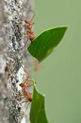   Zompopo: ¿Un insecto con reflejos de ninja que te dejará boquiabierto?